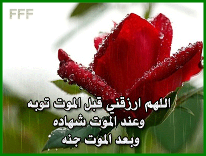 الصورة الرمزية فرحة العمر